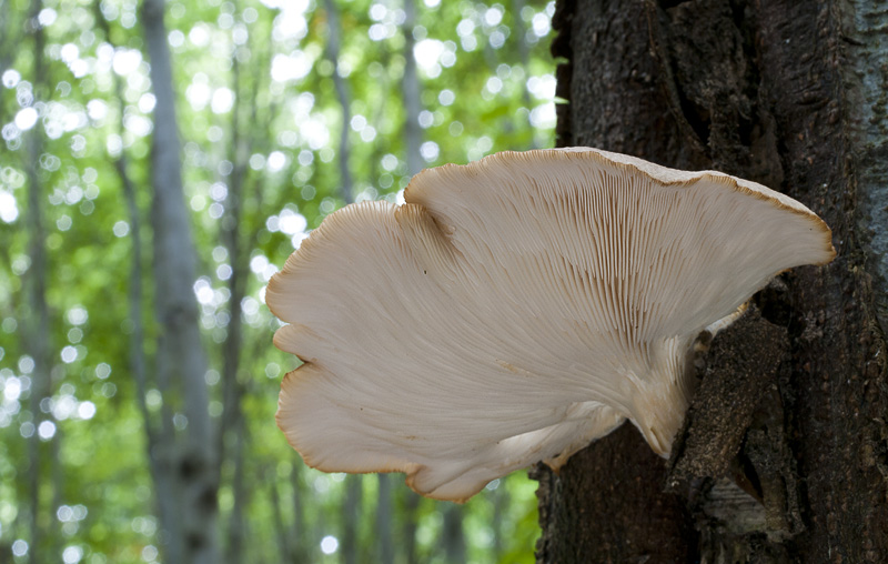 Pleurotus pulmonarius